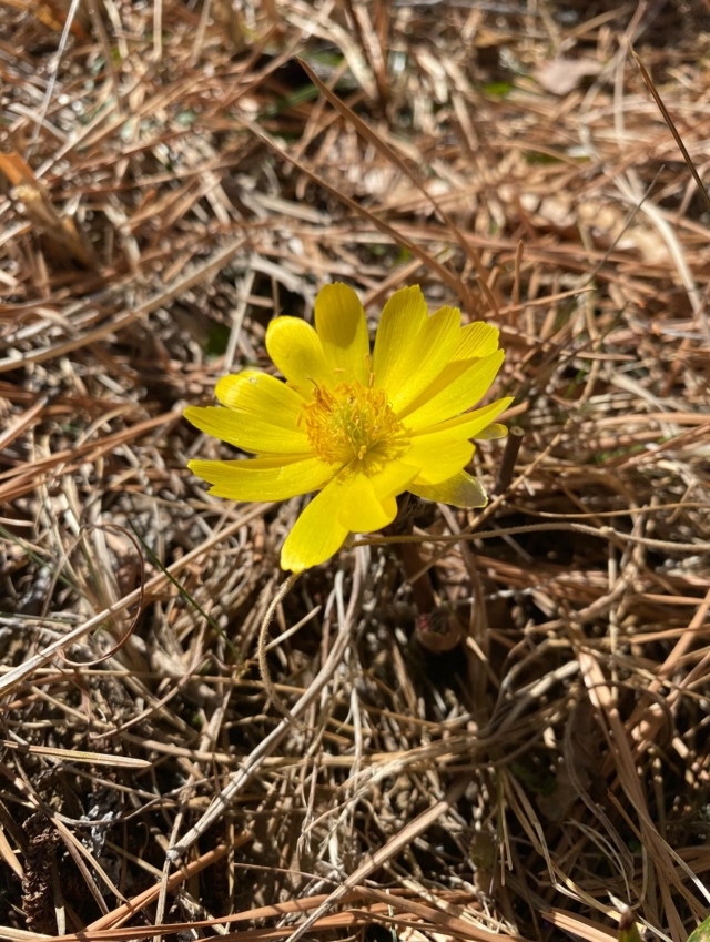⭐︎
“永久の幸福”
ジョニが居るだけで
わたしは永久に幸福であります

もうすぐ福寿草まつりがはじまる四賀

我が家の庭にも
福寿草が咲きました
庭に福寿草を植えたいと思っていたら
植えずして咲いておりました😊
幸福〜幸福〜💛

#福寿草#四賀#福寿草まつり#松本#信州#永久の幸福