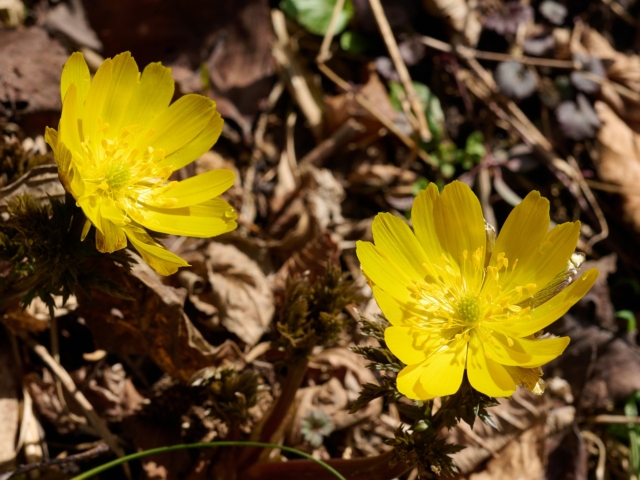オルマンのお店の周りでは、「幸せを招く」「永久の幸福」「祝福」という花言葉の福寿草の花が満開です😊

新たな始まりや希望を象徴し、南天と並べて「難を転じて福となす」と親しまれている、縁起の良い、かわいらしい綺麗な花です。

地元での「松本市四賀福寿草まつり2026」は、2026年3月7日（土）〜3月22日（日）に開催されます。

会場は松本市赤怒田（あかんた）福寿草群生地で、約1.5ヘクタールの斜面に50万株の黄色い花が咲き誇る、国内最大級の群生地。

入場は無料で、期間中、土日のお天気の良い日は、地元の物産品やグルメの出店もあります😊

☆四賀福寿草まつり2026
日程: 2026年3月7日（土）〜3月22日（日）
時間: 10:00〜15:00
会場: 松本市赤怒田（あかんた）福寿草群生地（長野県松本市四賀地区）
入場料: 無料
駐車場: あり（無料）

週末のお天気は良さそう。雪もありません。
ぜひ、ドライブがてら、お気軽にお出かけください😊

--------------------------------

～ 世界にただ一つ　
あなたと石との出会いが見つかる ～

「天然石のオルマン」　
https://www.oruman.com/

電話　0263-64-2076　

#オルマン
#天然石
#パワーストーン
#ヒマラヤ水晶
#原石
#天然石オリジナルブレスレット
#松本市
#四賀
#福寿草祭り