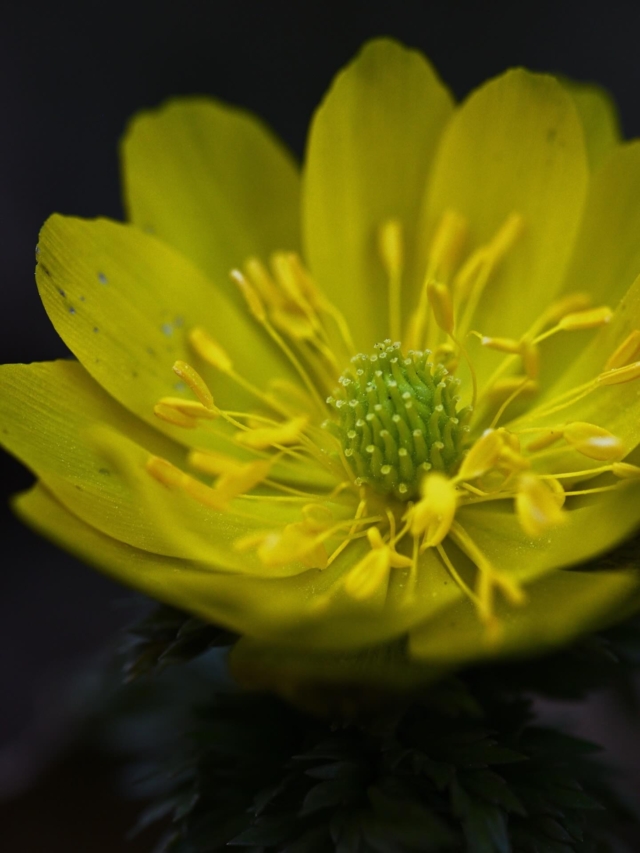 また、季節が移ろう
どんな一年になるかなあ
#福寿草 
#四賀村 
#タムキュー