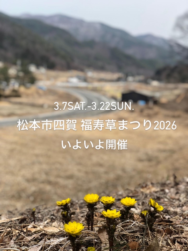 ✨🌼いよいよ3月7日（土）より「松本市四賀 福寿草まつり2026」開幕🌼✨

信州に春を告げる黄金色の輝き。 日本最大級の群生地、赤怒田（あかんた）福寿草群生地でスタートします！ 

📅 3月7日(土) 10:00〜 開幕式セレモニー 当日は、北アルプスアルプホルンクラブによる雄大な音色が響き渡ります🎶 華やかにまつりの幕が開き、来賓の皆さまから祝辞を賜ります。

🍱 お楽しみの出店・グルメ情報！ 地元の味から注目の新店まで、全11店舗のバラエティ豊かな顔ぶれが揃いました。 
★画像のスケジュールは予定です
★出店日の決まっていないお店も
★雨天・荒天の出店はありません

【グルメ・お土産】 松茸山荘： お土産品・飲食物 
shinshu_matsutakesansou 
MJ23 E.NISIZAWA本店： 特製飲食物
mj23_e.nishizawa 元庄屋(株)： 乾物ほか 
安曇野放牧豚： 絶品！焼豚 
azumino.houbokuton 結ぶ市：sabouしが、 ヴィオ・パーク劇場、ちいさいぱんや、五加珈琲
musubu1.shiga ナガレモ： 信州産レモネード
nagalemo_nagano
夢文： 素敵な飾り物 
flower_smile_yume.fumi 和光工房： ぬくもり溢れる木工工芸品  Nakara Café ムクラン： お弁当、おにぎり、コーヒー（新規！） 
muku_ran22  SAKE KASU 日和： 体に優しい甘酒（新規！キッチンカー） 
信州大学お茶会サークル「Rize」： 学生さんによる飲食物（新規！） 
 ochakairize 
福寿草は太陽の光を浴びて花開くので、お昼前後の散策がおすすめですよ☀️ 春の光に包まれる赤怒田（あかんた）へ、ぜひ遊びに来てくださいね！

#松本市 #四賀 #福寿草まつり2026  #福寿草 #松本観光