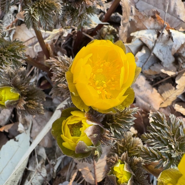 四賀の福寿草まつりへ。
#福寿草 #四賀村 #春だ