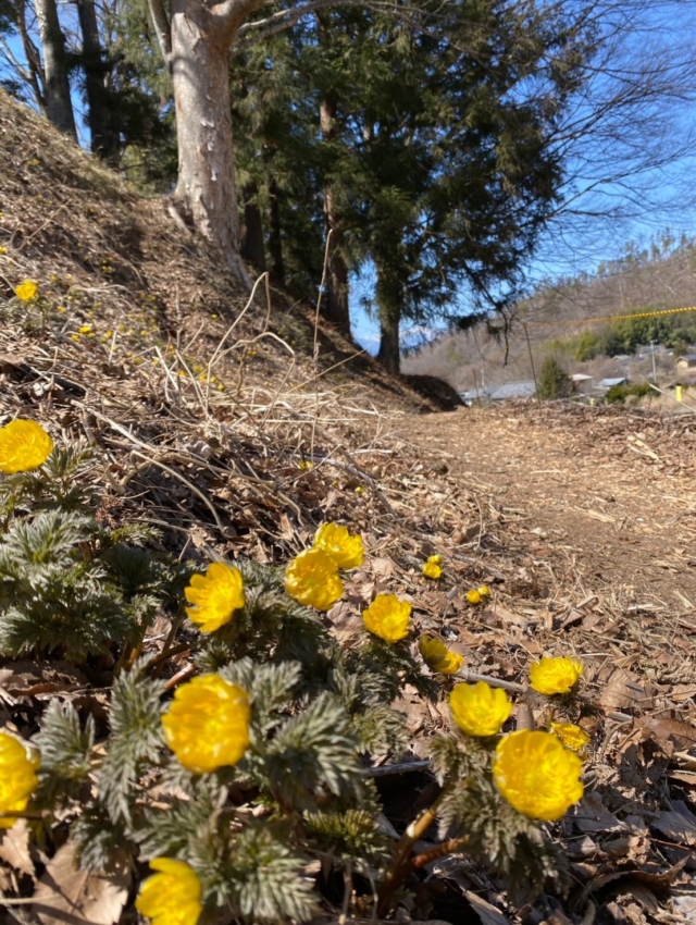 🌼春の訪れ「福寿草まつり」開催中🌼

2026.3.7（sat）〜3.22（sun）

松本市四賀で開催中の福寿草まつりに
松茸山荘も出店しております！

そして…
＼今週末の三連休がいちばんの見頃＆おすすめです✨／

春の陽気の中、
福寿草の可憐な黄色に癒されながら
美味しいものを楽しみませんか？🍡

松茸山荘ブースでは
心も体も温まる味わいをご用意してお待ちしております☺️

ご家族でのお出かけにもぴったりです🌿
ぜひこの三連休は四賀へお越しください！

📍松本市四賀 福寿草まつり会場

#松茸山荘 #福寿草まつり #松本市 #四賀
#三連休のお出かけ