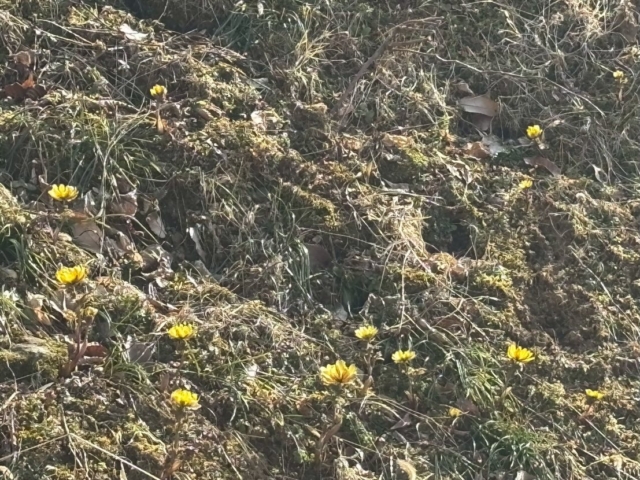 𓊆 🌼.*𖤣𖥧𖥣｡𖥧𖧧🌼💫𓊇

四賀の福寿草を見に
ドライブに出掛けました🚙 ³₃
途中にいたヤギやニワトリにも
癒された入居者さんでした- ̗̀ ☺︎ ̖́-

#グループホーム
#四賀村
#福寿草まつり
#NPO法人峠茶屋
#来年もまた見に来ましょう