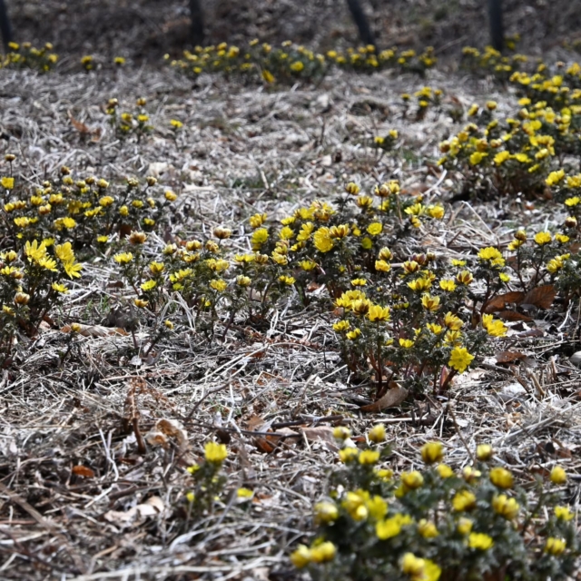 #福寿草 #春の訪れ 
#四賀村 #松本市