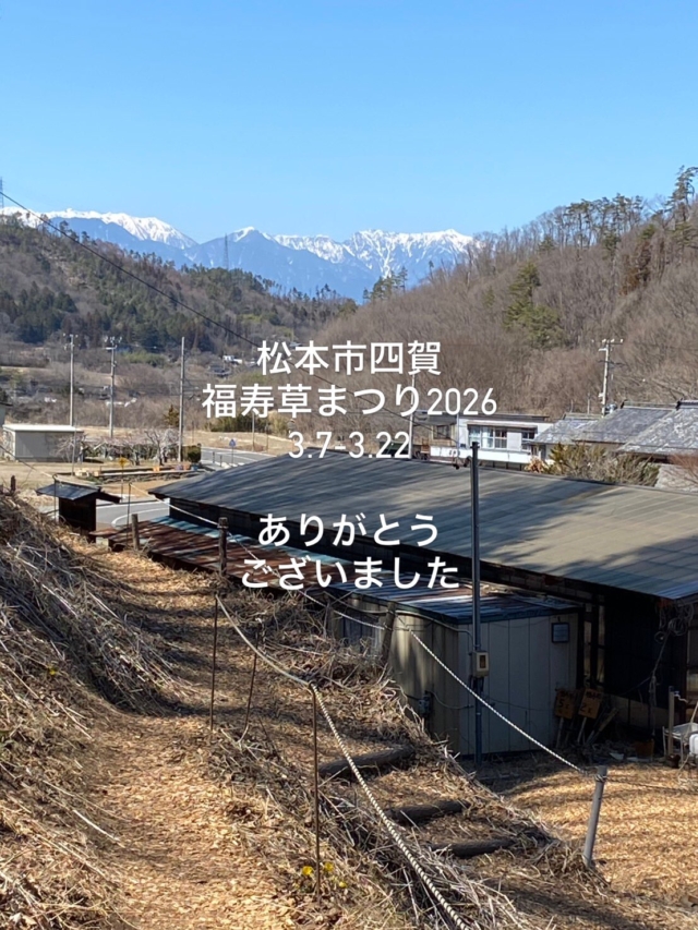 2026.3月7日（土）-3月22日（日）
「松本市四賀 福寿草まつり2026」
おかげさまで無事閉会することができました

ご来場くださりました皆様
気にかけて頂きました皆様
ご出店頂きました皆様
誠にありがとうございました

来年もまた
信州に春を告げる黄金色の輝き
日本最大級の群生地、赤怒田福寿草群生地で
お会いできましたら嬉しいです

それまは皆さまお元気で

【グルメ・お土産】 松茸山荘： お土産品・飲食物 
shinshu_matsutakesansou 
MJ23 E.NISIZAWA本店： 特製飲食物
mj23_e.nishizawa 元庄屋(株)： 乾物ほか 
安曇野放牧豚： 絶品！焼豚 
azumino.houbokuton 結ぶ市：sabouしが、 ヴィオ・パーク劇場、ちいさいぱんや、五加珈琲
musubu1.shiga ナガレモ： 信州産レモネード
nagalemo_nagano
夢文： 素敵な飾り物 
flower_smile_yume.fumi 和光工房： ぬくもり溢れる木工工芸品  Nakara Café ムクラン： お弁当、おにぎり、コーヒー（新規！） 
muku_ran22  SAKE KASU 日和： 体に優しい甘酒（新規！キッチンカー） 
信州大学お茶会サークル「Rize」： 学生さんによる飲食物（新規！） 
 ochakairize 

#松本市 #四賀 #福寿草まつり2026  #福寿草 #松本観光