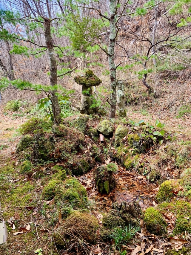 💫

この家の前のオーナーの
お兄さんが
盆栽好きで
集めた「盆栽」

しかし
それを受け継いだ
心やさしい
弟は
「盆栽は窮屈でかわいそうだ」っと
庭に放してあげたそう🍀

それから数十年
スクスクと
屋根を越えるまでに
育った「盆栽」たち

一見
普通の植栽に見えるが
造園屋の友達が曰く

「枝の出方が盆栽だね
　自然にはこういう
　枝ぶりにはならない」そうな

確かに下の方は
盆栽的な風格がある

埋もれた鉢が
「盆栽」だった証

なかなか観られないであろう
めずらしい
野生化した「盆栽」

観にいらして😉

////////////////////
Y's CREATION
ワイズクリエイション
空間デザイン
住宅・店舗 設計施工
https://raiyakourinan.com/services/spacedesign/

//////////////////////////////////
麗屋 弘鈴庵 -らいや こうりんあん-
https://raiyakourinan.com

#信州
#長野
#松本
#四賀
#松本弘鈴庵
